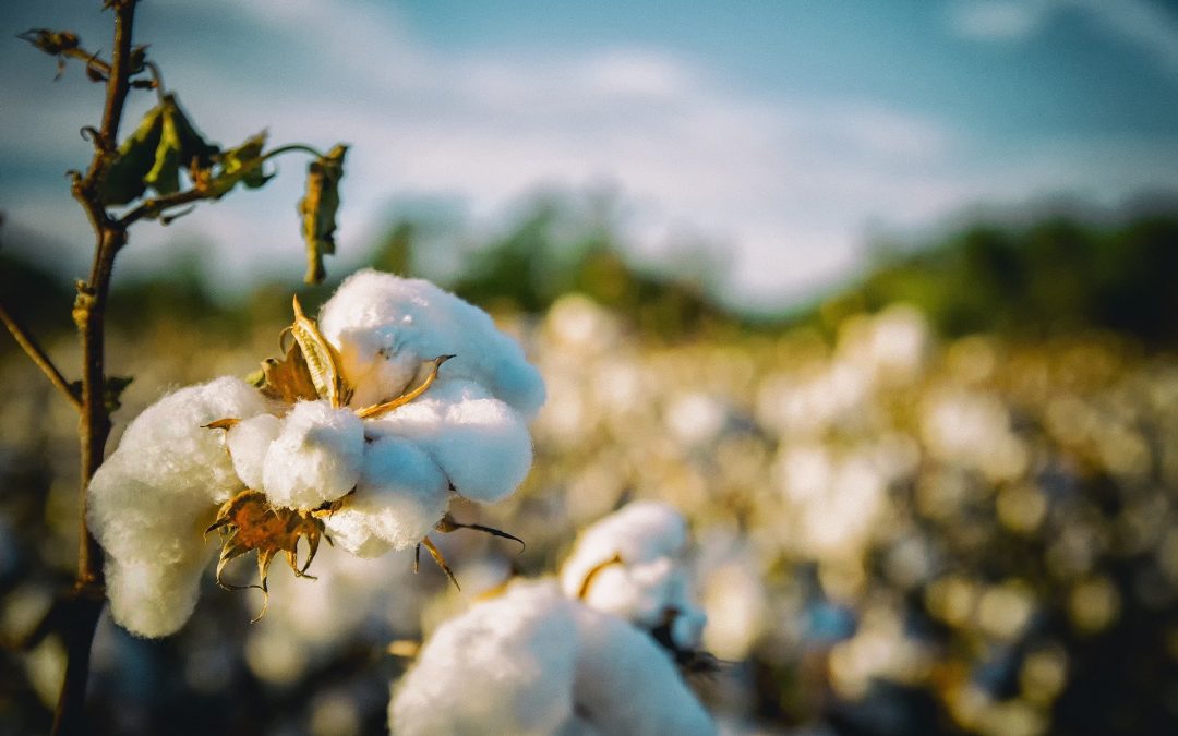 Ever heard of authentic organic cotton? Even better than ‘normal’ organic cotton.